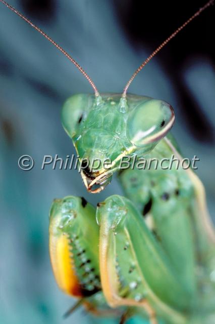 mantis religiosa.JPG - Mantis religiosa (portrait)Mante religieusePraying mantisDictyoptera, MantidaeFrance